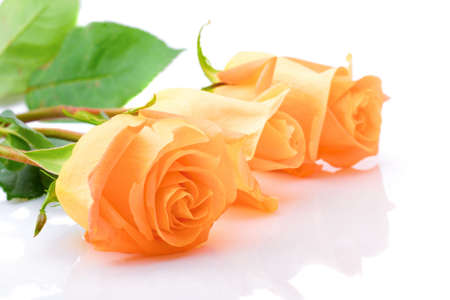 three orange roses laying on the white background with reflectionの写真素材
