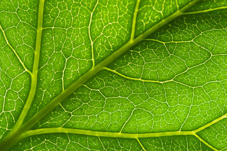 macro green leaf vein
