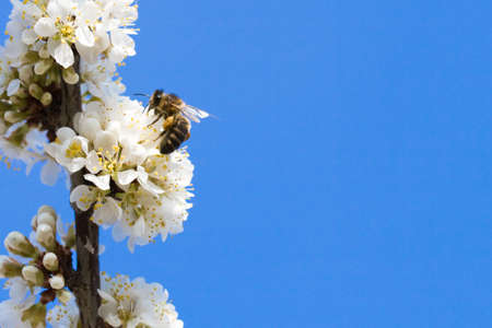 bee sitting on the apple tree, copy space for the textの写真素材