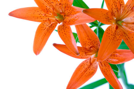 bouquet of three red lilies with white background, copy space for textの写真素材