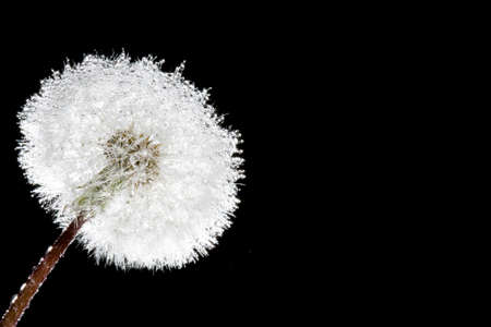 fluffy macro dandelion with black background, copy space for the textの写真素材