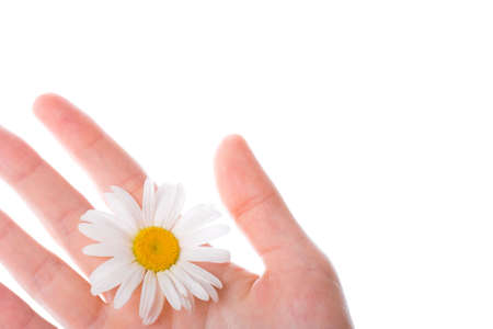 fragment of the women hand with daisy on white background, copy space for the textの写真素材