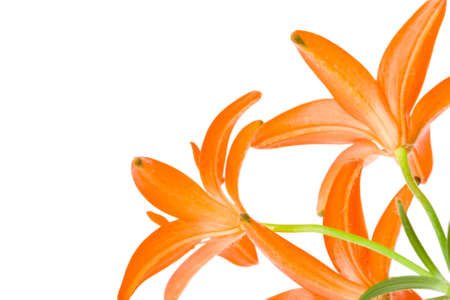 red lilies bouquet with white background, copy space for the textの写真素材