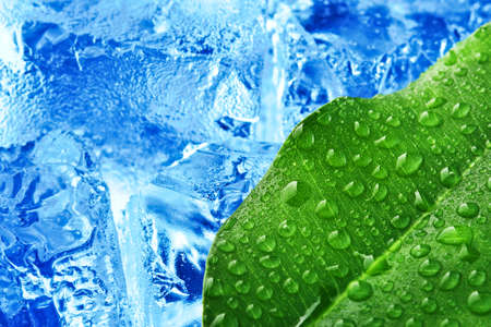 green leaf with blue ice backgroundの写真素材