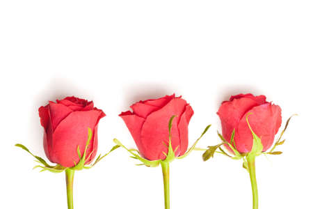 three red roses on white backgroundの写真素材