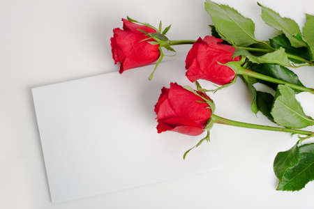 three roses with blank card white backgroundの写真素材