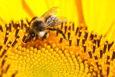 bee on a yellow sunflower