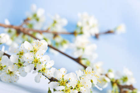 apple tree branch with flowers, copy space