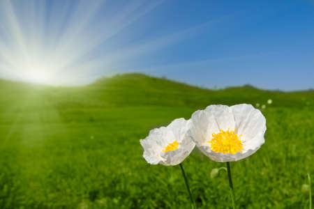 white poppy flowers  growing  on the hillsの写真素材