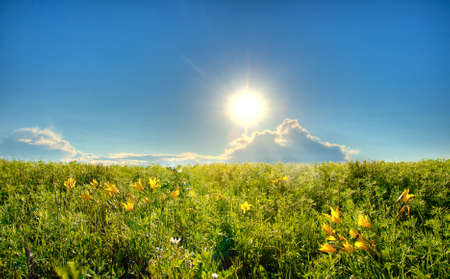 field with yellow lilies, blue skies and sunの写真素材