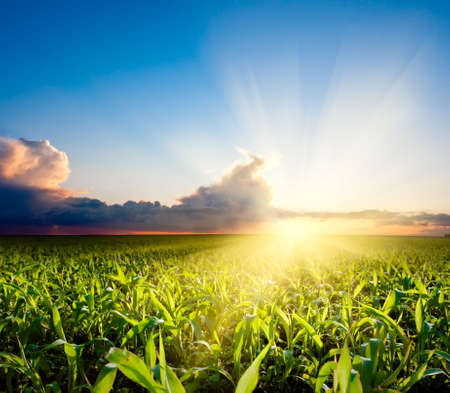 sunset over the green fieldの写真素材