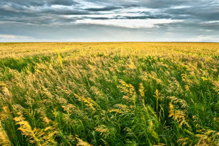 endless field, gray clouds and foul weatherの写真素材