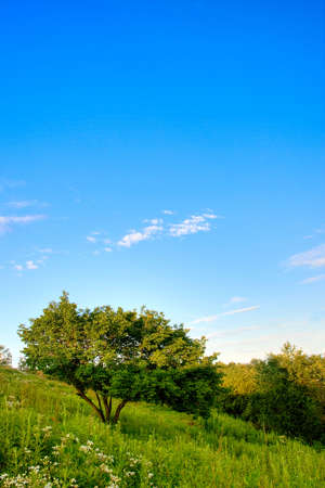 blue sky and green tree on hillの写真素材