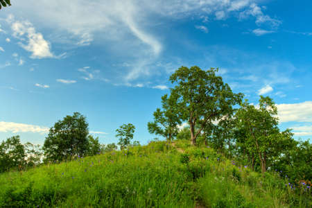 oak trees on hill under blue skiesの写真素材