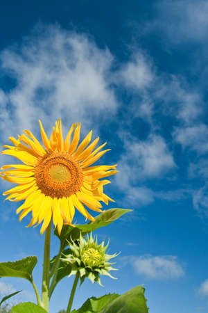 yellow sunflower with blue skiesの写真素材