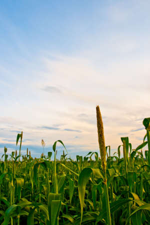 corn field under sunsetの写真素材