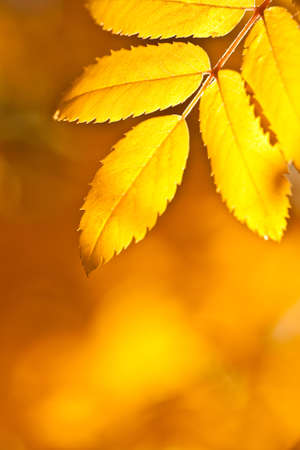 autumn yellow foliage backgroundの写真素材