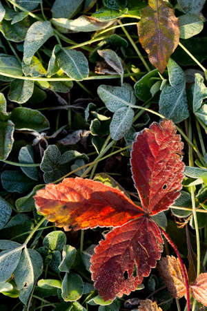 autumn morning rime on grassの写真素材