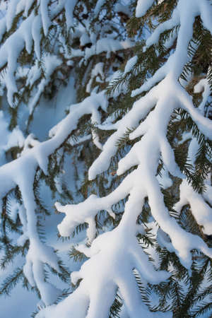 closeup fur tree branch with snow flakesの写真素材
