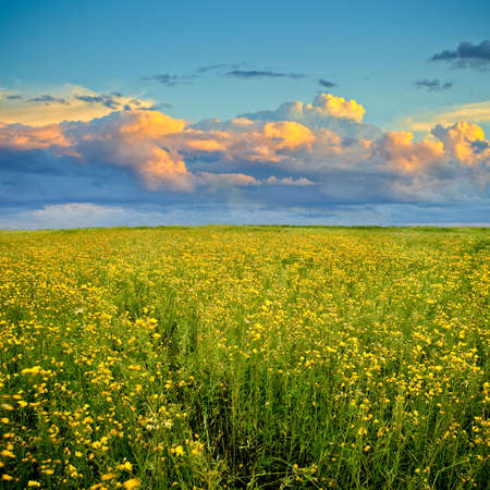 sunset over the yellow flowers fieldの写真素材