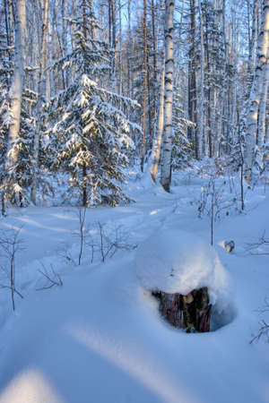winter deep russian forest with fur treesの写真素材