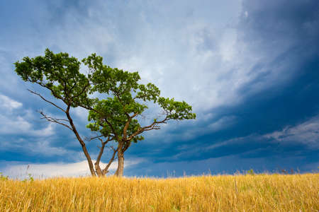 bad weather, tree in the fieldの写真素材
