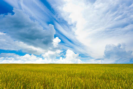 beautuful yellow field with majestic clouded skies