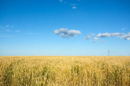 Wheat field with blue sky and electrical pole in center, vertical