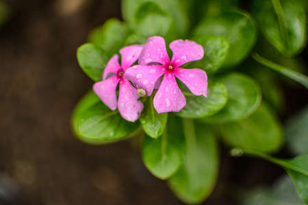 Pink flowersの写真素材