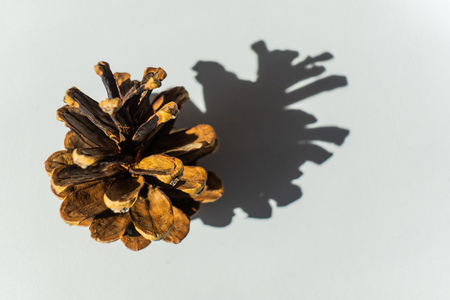 Pine cone isolated on white background