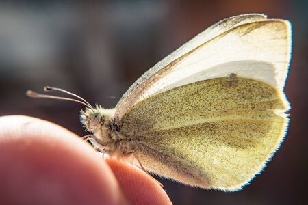 Friendly green butterfly , Beautiful details