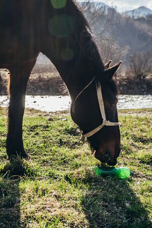 Brown horse eating grass near plastic bottle, example of pollution in our daysの写真素材