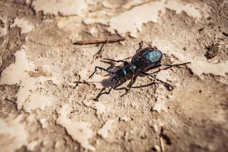 Macro picture of small insect on the groundの写真素材