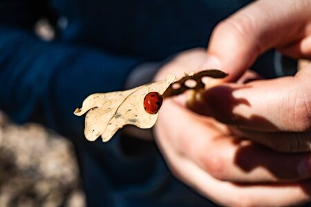 ladybug on a dry leafの写真素材