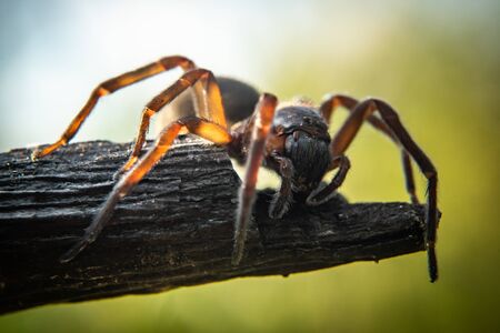 Close up of spider, macro pictureの写真素材
