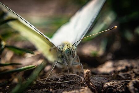 Friendly green butterfly , Beautiful detailsの写真素材
