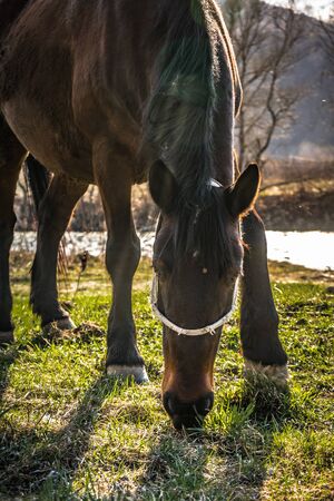 Brown horse eating grassの写真素材