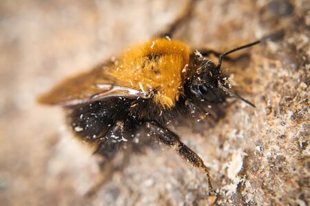 Bumble-bee macro pictureの写真素材