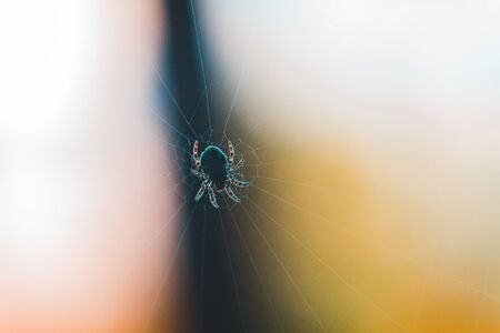 Spiderweb and spider wallpaperの写真素材