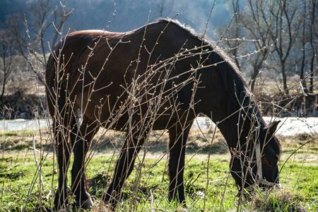 Brown horse eating grassの写真素材