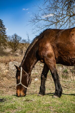 Brown horse eating  grassの写真素材