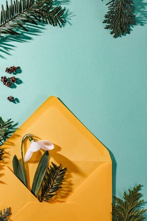 Spring time, photo of three snowdrops placed in a increasing position on a turquoise background with spruce twigs on the edges , shadows of the petals, green and white outstanding on the background, top view, studio shootの写真素材
