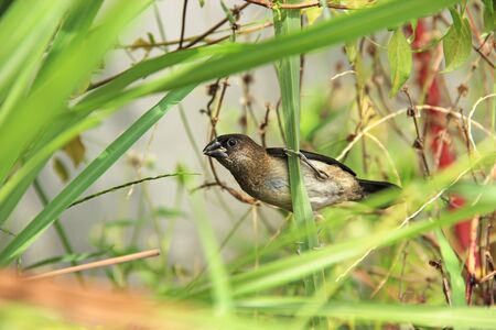 Baya weaver