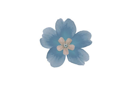 Isolated flower of blue primrose on white backgroundの写真素材