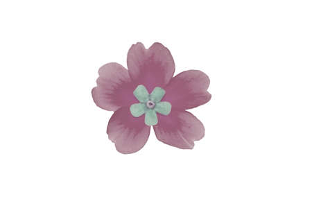 Isolated flower of lilac primrose on white backgroundの写真素材