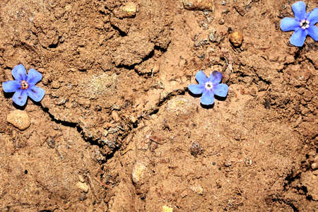 Plant in dried cracked mudの写真素材