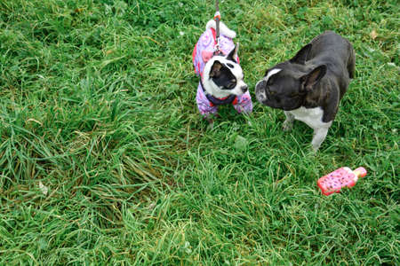 Autumn walk of dogs Chihuahua and French Bulldog in the parkの写真素材