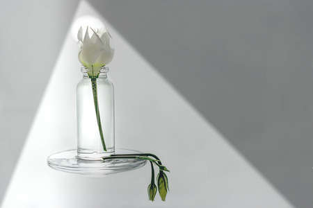 Flowers without water and light have no life on earth.の写真素材