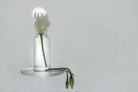 Flowers without water and light have no life on earth.の写真素材