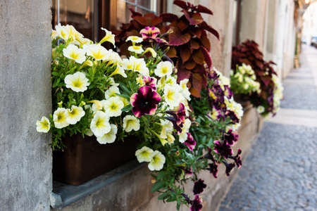 View of the street and the house, on the window of which there are boxes of petunia flowers.の写真素材